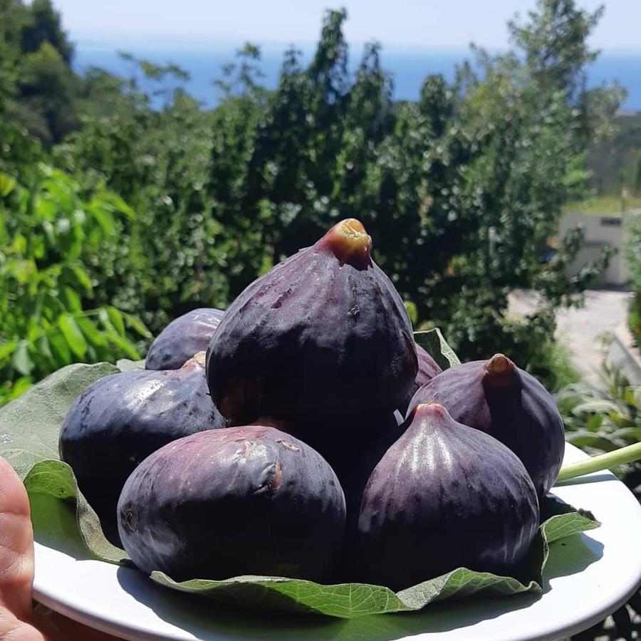 Hotel Kazdaglari Saglikli Yasam Koeyue à Edremit  Extérieur photo
